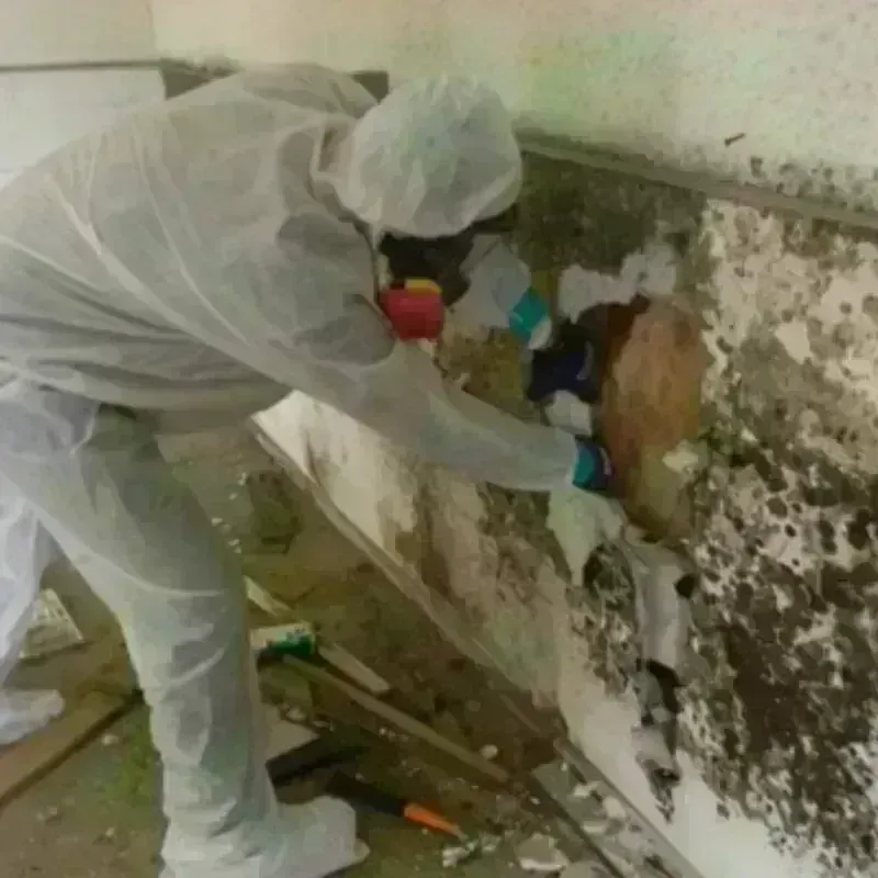 Mold Remediation and Removal in Countryside, IL